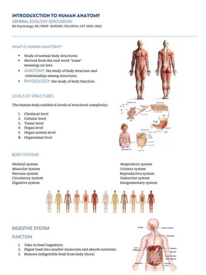 Bodies Demystified: Understanding The Human Anatomy