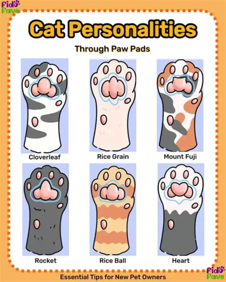 Unraveling The Mysteries Of Cat Personality Paw